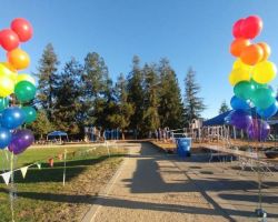 <p style="text-align:center">the cost is $45 for each of these bunches of 15 balloons</p> 17" balloon bunches